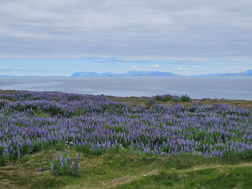 Islandia 2026: taksówka za 36 euro i polski schabowy, którego nie zjadłam
